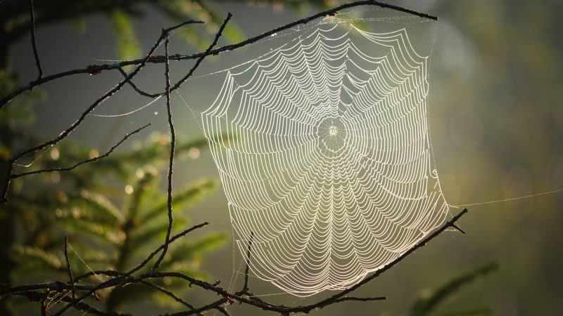 鹿鼎记官网宝图任务怎么接?先把接取入口认准